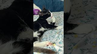 funny cat 😂 cute kitten 🥰 beautiful Bicolor cat Tuxedo funny cutecat cuteanimal cutepet [upl. by Von266]