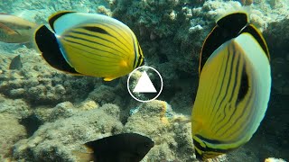 Fascinante observation du Chaetodon austriacus de mer rouge [upl. by Indira]