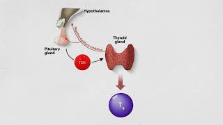 Thyroid Function Tests what your results can mean [upl. by Adnahsar]