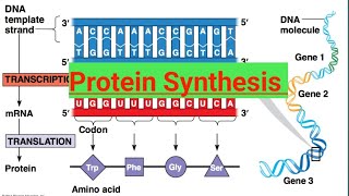 Protein Synthesis12 BiologyMolecular Basis of Inheritance [upl. by Goldin400]