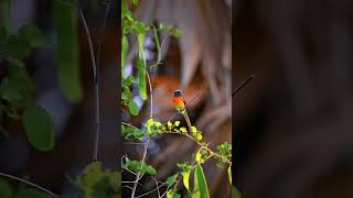 Nature of Kilinochchi Small minivet வன்னி SriLanka nikonz6 nature bird animal wildlife [upl. by Notle]