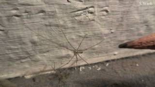 Cellar spider  Pholcus phalangioides [upl. by Gannie]