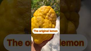 Citron the original lemon ranakpur rajasthan jodhpur travel fruitcutting fruit ytshortsindia [upl. by Tamanaha]