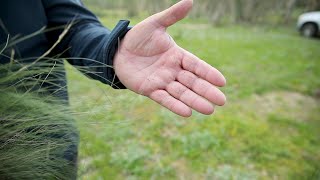 Control Serrated tussock [upl. by Anyer]