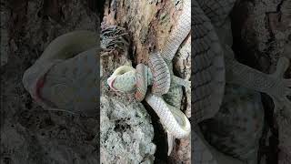 Paradise Snake vs Tokay  Samal May 2024 [upl. by Valerle387]