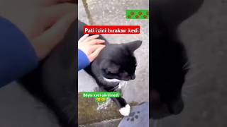 Pati izini bırakan kedi [upl. by Fabio]