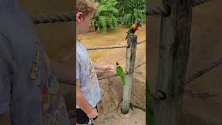 Feeding Lorikeets at Busch Gardens Tampa [upl. by Leopoldine600]