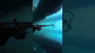 Just for fun fishing underwater spearfishing [upl. by Laoj967]