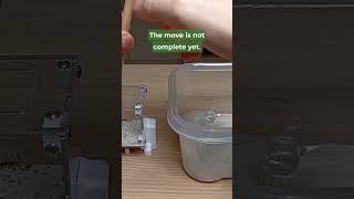 Moving My PHEIDOLE Ant Colony Into a NEW NEST 🐜 [upl. by Leipzig]