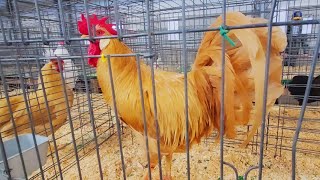 Large Fowl en el Fort Worth Stock Show Ep11 [upl. by Papert566]