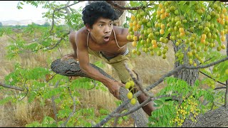 Rich Fruits Azadirachta indica [upl. by Malarkey]