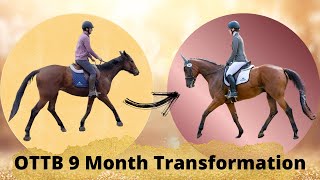 OTTB 9 Month Transformation [upl. by Jeaz]