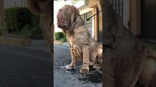 Did You Know This About Neapolitan Mastiff Dog 😱 💥 shortvideo short shorts [upl. by Akirahc]