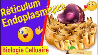 cours biologie cellulaire s1 svi et svtu fssm  le réticulum endoplasmique structure et fonctions [upl. by Anaer354]