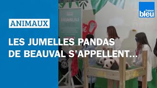 De doux noms pour les jumelles pandas du zoo de Beauval [upl. by Otilrac373]