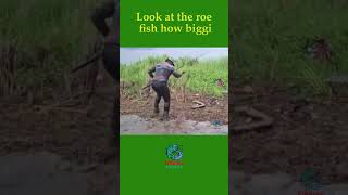 Look at the roe fish how biggi fishingexpert fishing bestfishingtechniques fishingvideo fish [upl. by Jonah]