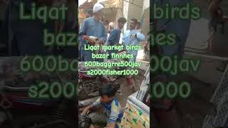 Liqat market birds bazar baggrr 500 java1000whitefinnhes600 [upl. by Dawn]