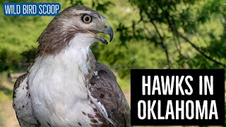 Hawks In Oklahoma 9 Species To See In The Sooner State [upl. by Lalita724]