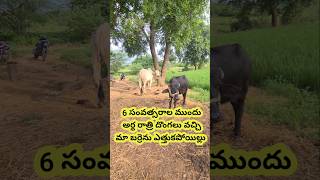 మేము ఓ Tiller కొన్నాం 🥰  We Bought A Tiller ☺️  Cultivator  shorts [upl. by Namzzaj]