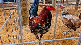 El Gallo Show 2 en Cleburne Texas [upl. by Gervase]