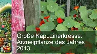 Entdecke die Große Kapuzinerkresse Die Arzneipflanze des Jahres 2013 [upl. by Nairdad]