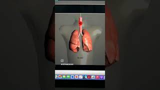 Abnormal Lung Sounds  Wheezing  Stridor  Rhonchi  Diminished Lung sounds  Within 2 minutes [upl. by Asoral]