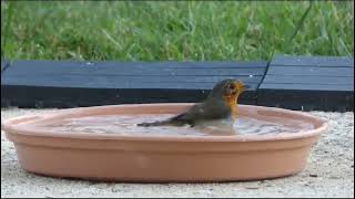 Les Oiseaux de nos jardins Morbihan [upl. by Assilat977]