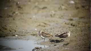 송곳부리도요 Broadbilled Sandpipers Yubudo Aug 25 [upl. by Drud301]