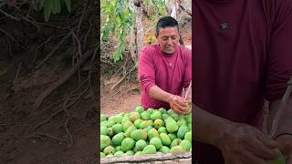 Dulce de mango verde una sabrosura que emocióoooon 😋🧑🏽‍🌾 campesinos ecuador agricultura [upl. by Yerrot892]