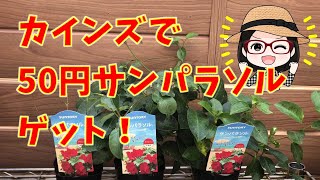 見切りサンパラソル｜シクラメン植え替え｜ハボタン鉢増し｜葉面散布｜挿し木カリブラコアの鉢増し｜ダブルミルクレープ｜フレアホワイト｜さくらベゴニア｜木立ベゴニア｜ヒューケラ｜ビカクシダ｜アセビ [upl. by Reifinnej]