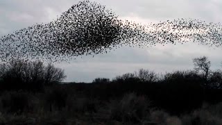 Starling Murmuration [upl. by Etyam]