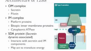 Bio305 2012 Bacterial protein secretion overview lecture [upl. by Sylram6]