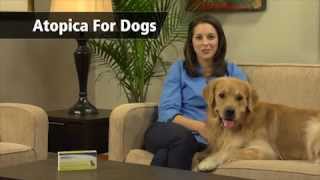 Atopica Itch Relief for Dogs  PetMeds [upl. by Durstin]