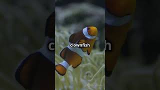 Clownfish amp Sea Anemones Natures Best Buddies wildanimalfacts clownfish invideoai [upl. by Vaden]