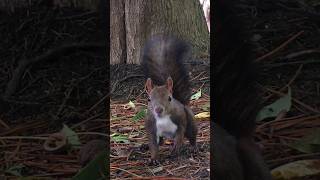 Squirrels in the Park this week 15 [upl. by Aihseyk]