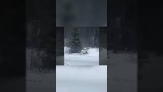 Strange Noise in Canadian Forest Unexplained Phenomenon or Myth [upl. by Nanek728]