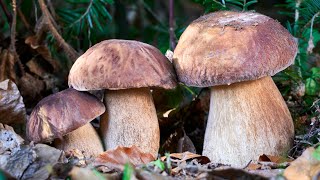 Timelapse  Crescita dei funghi porcini [upl. by Nnaid682]