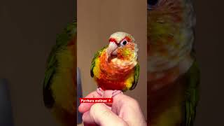 Pyrrhura molinae gcc conure phoenix pets [upl. by Helene]