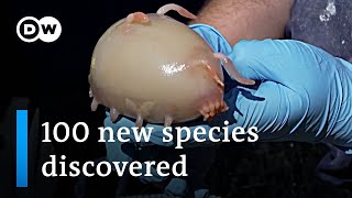 Scientists discover 100 new maritime species off New Zealand  DW News [upl. by Latimore327]