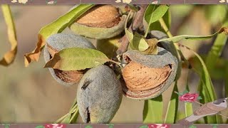 COMMENT SEMER DES AMANDES 🌸 faire pousser un amandier [upl. by Nairoc]