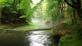 Kamnitzklamm Unwegsamer Teil  Böhmische Schweiz [upl. by Ardnaik]