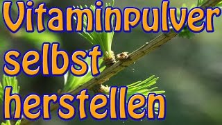 Multivitaminpulver Bio Rohkost Vegan selbst herstellen  Aus Fichte und Lärche [upl. by Nayra224]