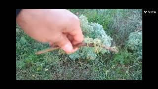 زراعة الشويلاء أو الشيبة من العقل growing Wormwood from cutting [upl. by Deden584]