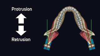 03 Protrusion Vorschubbewegung  Unterkieferbewegung als Funktion des Kiefergelenks [upl. by Deni874]