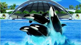 LORO PARQUE PARK Tenerife  HD  ORCA SHOW [upl. by Eldred350]