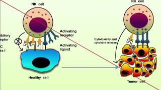 Psychoneuroimmunology studies [upl. by Atila51]