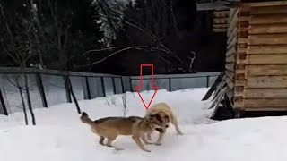 Livestock guardian dog destroys a wolf [upl. by Hennessey857]