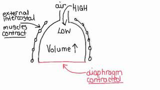 645 Explain mechanism of ventilation [upl. by Benilda451]