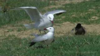 Goéland dAudouin Larus audouinii [upl. by Asuncion306]