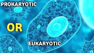 Is Amoeba Prokaryotic OR Eukaryotic Cell [upl. by Enelec]